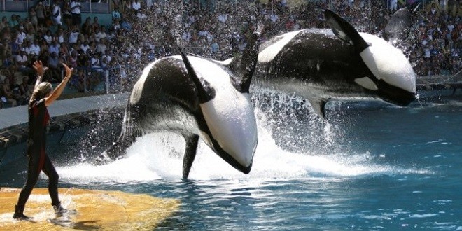 Blackfish (2013)